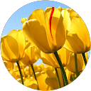 Marine Rigault profile picture